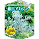 園芸用ラベル【 ギンヨウアカシア K (100枚)】105mm×80mm フラワーラベル 園芸用品 ガーデニング用品 耐水性 耐久性 花 木 品種名表示ラベル ...