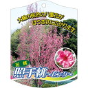 園芸用ラベル【 照手桃 ピンク K (100枚)】105mm×80mm フラワーラベル 園芸用品 ガーデニング用品 耐水性 耐久性 花 木 品種名表示ラベル 園芸ラベル 植物ラベル ラベル プレート 園芸 品種 植物 テルテモモ ホウキモモ 箒桃 バラ 桜 花桃 苗 苗木