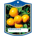 園芸用ラベル【 宮川早生ミカン K(100枚)】105mm×80mm フラワーラベル 園芸用品 ガーデニング用品 耐水性 耐久性 花 木 品種名表示ラベル 園芸...