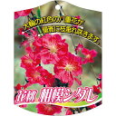 園芸用ラベル【 花桃 相模枝垂れ (100枚)】105mm×80mm フラワーラベル 園芸用品 ガーデニング用品 耐水性 耐久性 花 木 品種名表示ラベル 園芸...