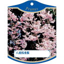 園芸用ラベル【 八重枝垂桜 K (100枚)】105mm×80mm フラワーラベル 園芸用品 ガーデニング用品 耐水性 耐久性 花 木 品種名表示ラベル 園芸ラ...