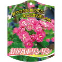 園芸用ラベル【 サンザシ 紅花 八重 K(100枚)】105mm×80mm フラワーラベル 園芸用品 ガーデニング用品 耐水性 耐久性 花 木 品種名表示ラベル...