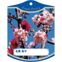 園芸用ラベル【 花桃 立ち源平 (100枚)】105mm×80mm フラワーラベル 園芸用品 ガーデニング用品 耐水性 耐久性 花 木 品種名表示ラベル 園芸ラベル 植物ラベル ラベル プレート 園芸 品種 植物 バラ 桜 花桃 苗 苗木 ハナモモ 立ち源平桃 ゲンペイタチ 源平しだれ桃