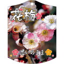 園芸用ラベル【 梅 思いのまま K(100枚)】105mm×80mm フラワーラベル 園芸用品 ガーデニング用品 耐水性 耐久性 花 木 品種名表示ラベル 園芸...