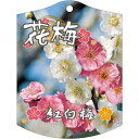 園芸用ラベル【 梅 紅白梅 K(100枚)】105mm×80mm フラワーラベル 園芸用品 ガーデニング用品 耐水性 耐久性 花 木 品種名表示ラベル 園芸ラベ...