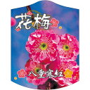 園芸用ラベル【 梅 八重寒紅 K (100枚)】105mm×80mm フラワーラベル 園芸用品 ガーデニング用品 耐水性 耐久性 花 木 品種名表示ラベル 園芸...