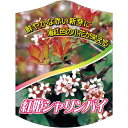 園芸用ラベル【 紅姫シャリンバイ K (100枚)】105mm×80mm フラワーラベル 園芸用品 ガーデニング用品 耐水性 耐久性 花 木 品種名表示ラベル ...