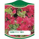 園芸用ラベル【 久留米ツツジ 今猩々 2006 (100枚)】105mm×80mm フラワーラベル 園芸用品 ガーデニング用品 耐水性 耐久性 花 木 品種名表...