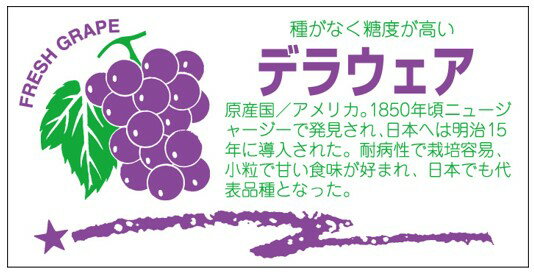 【 青果 ぶどう デラウェア LZ372（400枚入）】 シール 野菜 果物 フルーツ 青果 青果シール 果物シール 野菜シール 品種 ブランド 原産地 産地 産地シール ラッピング ラッピングシール ワイン 高級 くだもの 品名 ぶどうジュース ブドウ 葡萄 巨峰 デラ