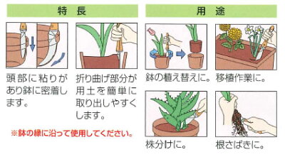 アジアンタムの育て方 枯らさず管理するコツや上手な植え替え方法など 3ページ目 Botanica