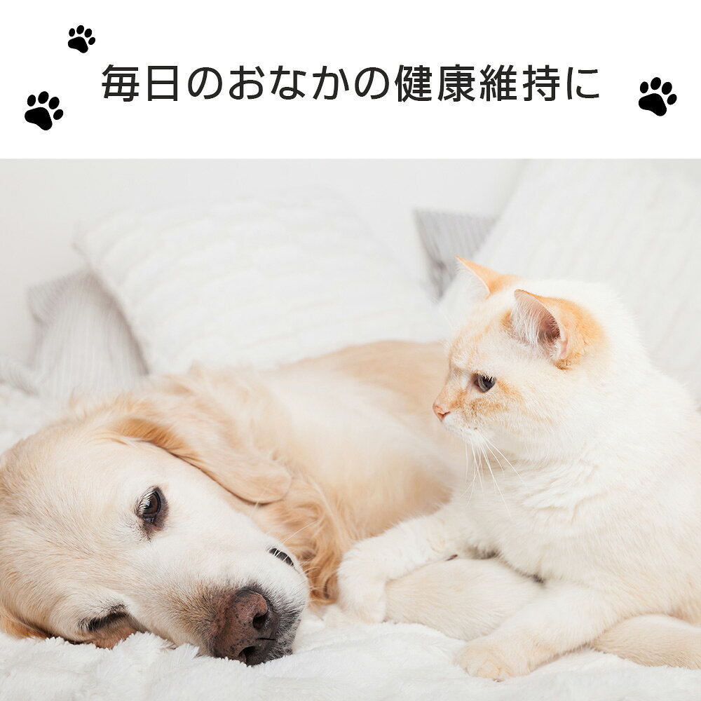 【犬猫用サプリメント】 猫 乳酸菌 ケストース+乳酸菌 1g×30包 犬用 猫用 ラクトフェリン 【メール便（ゆうパケット）送料無料！(代金引換・日時指定不可】 ペットサプリ ラクトフェリンサプリ 猫サプリメント 犬サプリメント 健康補助食品 犬 腸内環境 ares-hc-10000633 アレスヘルスケア サンプル画像3