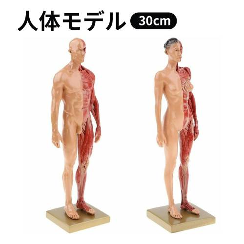 Buddhist Instruments - 人体モデル 人体模型 男性 女性 11インチ 約30cm 人体筋肉模型 模型 樹脂 筋骨格 CGペインティング 彫刻