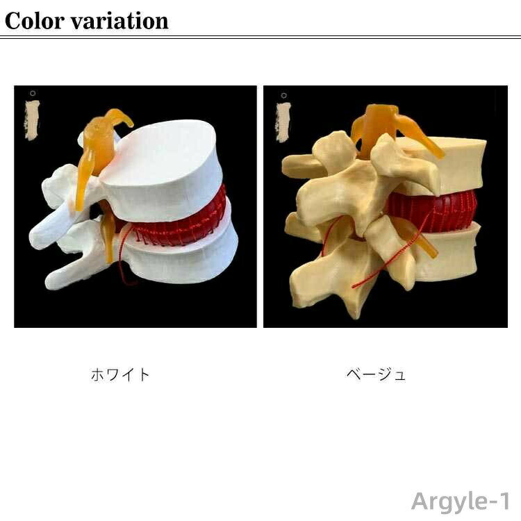 【送料無料】腰椎間板 模型 接骨院 人体模型 ...の紹介画像2
