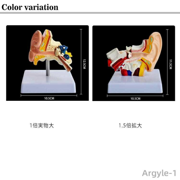 【送料無料】モデル 耳構造 耳 耳模型 インテ...の紹介画像2