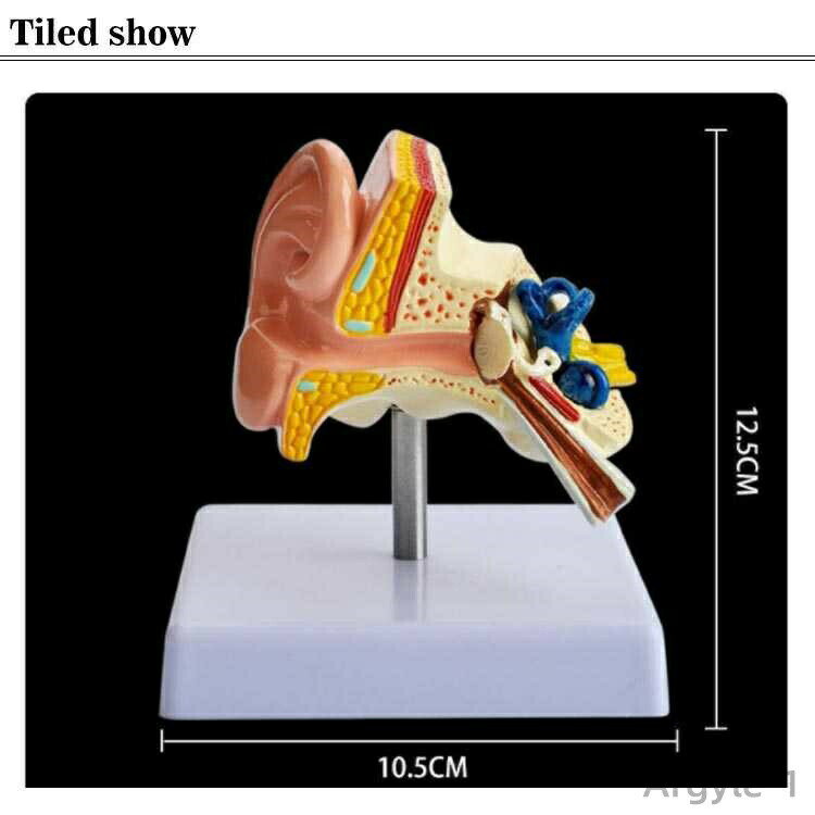 【送料無料】モデル 耳構造 耳 耳模型 インテ...の紹介画像3