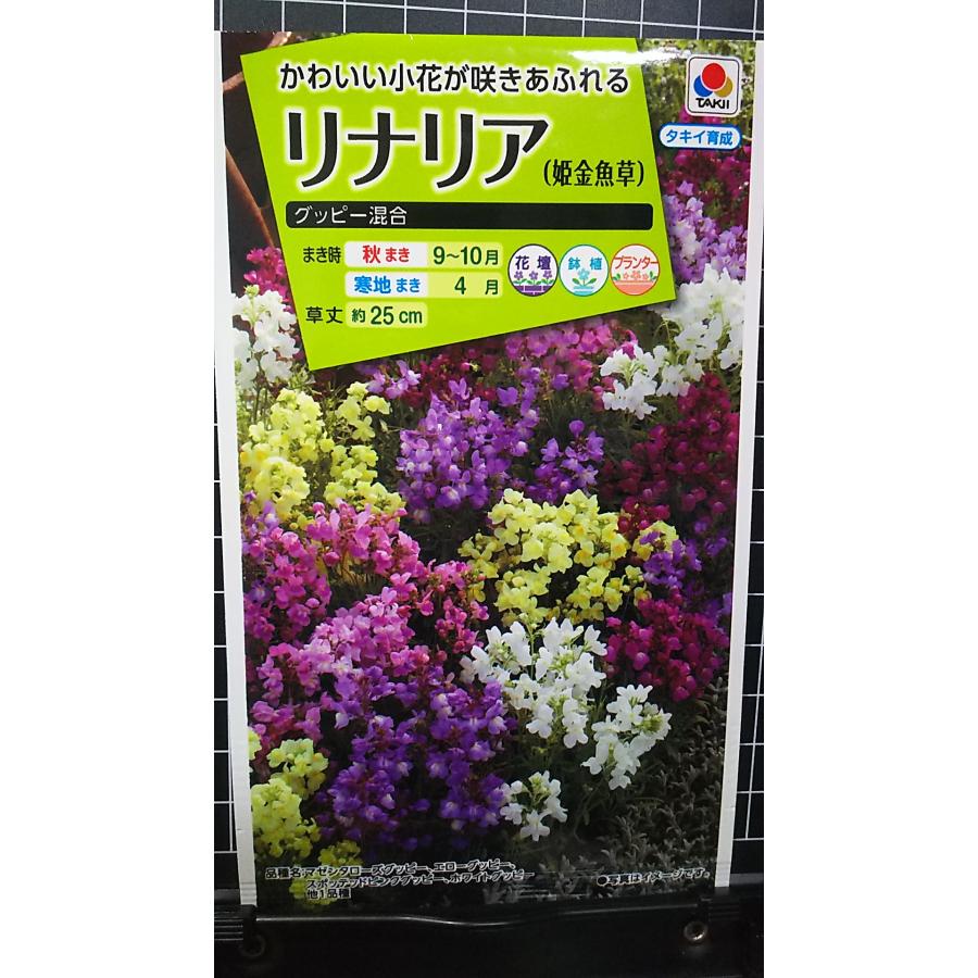 リナリア 姫金魚草 グッピー 姫 金魚草 種 種子 タキイ種苗のサムネイル