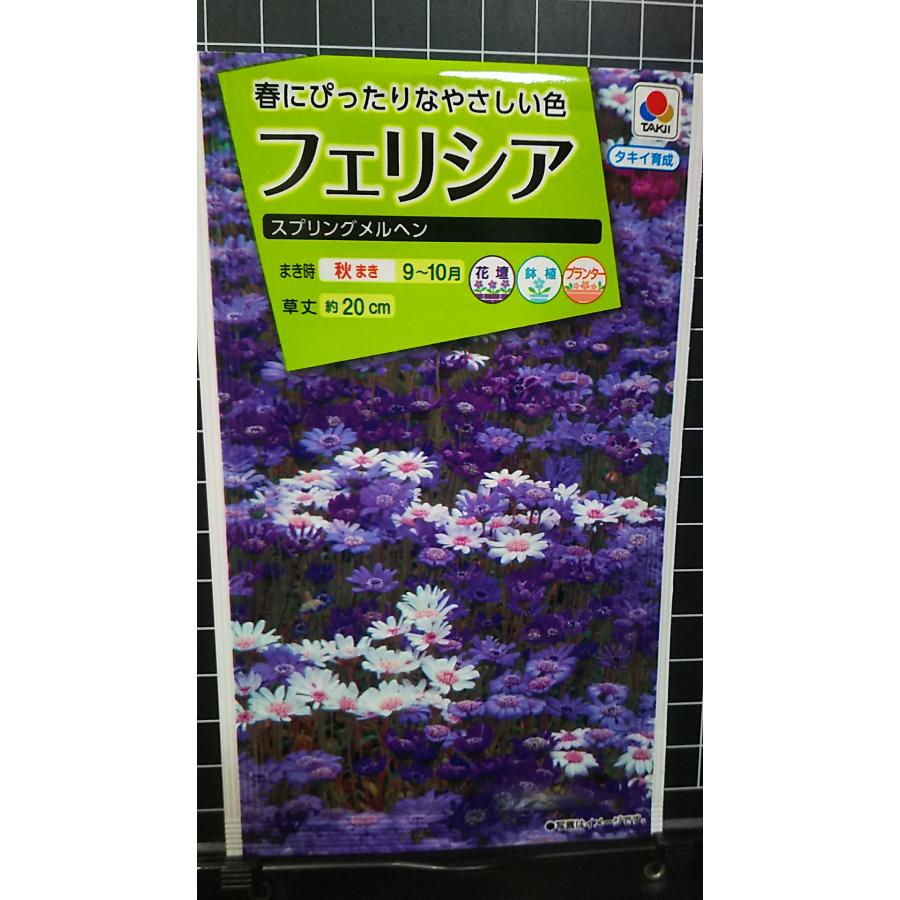 フェリシア スプリングメルヘン 種 種子 タキイ種苗