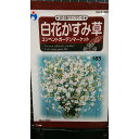 白花 かすみ草 カスミソウ コンペント ガーデン マーケット 種 種子 ウタネ