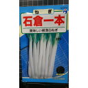 石倉 一本 ねぎ 葱 種 種子 ウタネ