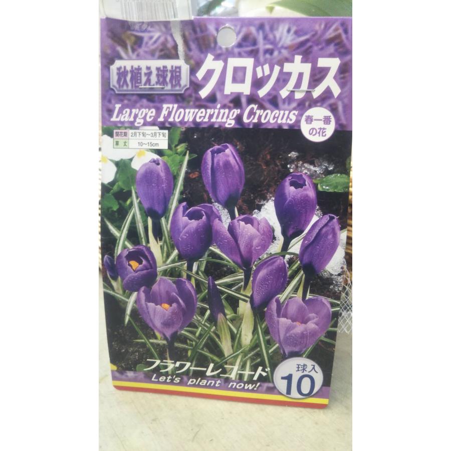 クロッカス フラワーレコード 球根 1袋 郵便