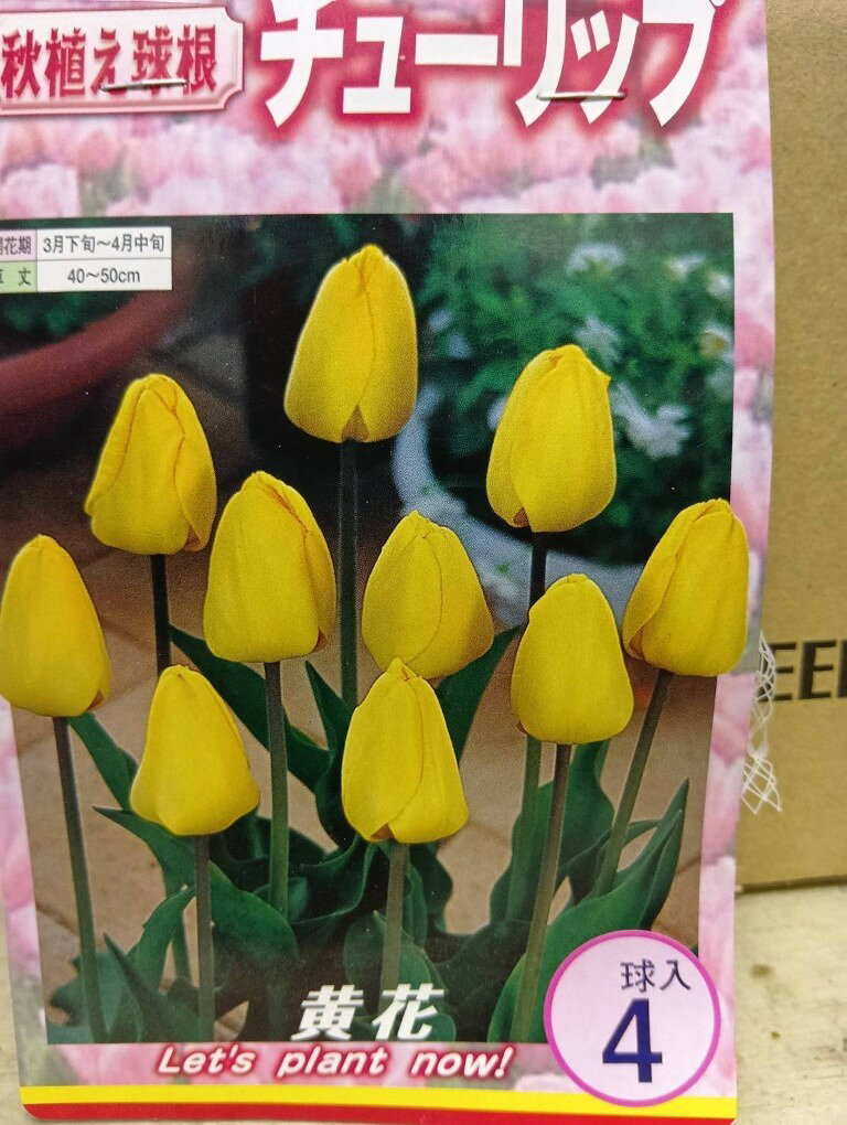各品種の詳しい説明・詳細情報は2枚目以降の画像でご確認くださいませ。 📦在庫・配送について 在庫切れ防止のため、実際の在庫数より販売可能数を少なく設定している場合があります。 まとまった数量をご希望の場合は、他のモール分の在庫データを移行できる場合がありますので、お気軽にお問い合わせください。 物産直売所でも同時販売中です。ご注文後に在庫数不足の場合はご連絡させていただきます。 お急ぎの方へ：土曜・休日も配達があり、追跡番号も発行できる有料の配送方法もお選びいただけます。 ゆっくり配送：送料無料のメール便(郵便)をご指定の場合は、発送からお届けまで1週間程度かかります。 例）水曜日の発送→3日後配達予定地域【土曜・休日は配達なし】→月曜日〜火曜日に郵便配達となります。詳細は日本郵便のサイトをご確認ください。 梱包・事務手続きについて メール便(郵便)をご希望の場合は、発送の規定上、封筒の上部のカット部分から、中身が植物種子であることが明確に確認できるように、プチプチ等による梱包はせず、商品をそのまま封筒に入れて発送します。 梱包後のサイズ・重量により配送会社・配送方法が変更になる場合があります。 徹底的なコストダウンと業務削減を行っております。納品書や請求書は同封いたしておりません。 購入履歴から領収書・請求書をダウンロードすることが可能ですが、この機能で発行できるものは領収書ではなく請求書になる場合があります。 🌱 商品（球根）の特性について 最適な植え時ではないものも、ハウス栽培用・実験栽培用として、ご希望いただきますので、販売しております。最適な時期を2枚目以降の裏面の画像で必ず確認してから、ご注文くださいませ。 商品はなまものですので、次シーズン用でのお買い上げはお勧めできません。 ・写真は同品種・同規格のサンプルです。お届け品の現物ではありません。 画像の色合いはパッケージ、カメラ、ディスプレイの環境により実際の品種の色合いとは見え方が異なります。また、パッケージは予告なく変更になることがあります。 必ずご確認ください お届け先のご住所や、建物名、部屋番号などの情報は、省略等せずに、確実に届くようにご入力・ご確認をお願いします。ご入力いただいたデータでそのまま印刷となります。 入力ミスや居住者登録が行われていない等、いかなる理由でも、 返送されてきた場合の再発送は、送料が有料になりますので、予めご了承をお願いします。 当ストアは、商品に関する相談やサポートを、メーカーに完全委託で、受注・発送のみの業務とさせていただく事により、商品価格・送料体系を維持しております。 植え付け、成長に関するご質問には、品種の特性から各地域の気候に詳しい各メーカーの担当者が丁寧にご質問にお答えいたします。パッケージ裏面の画像の下部に表示されている連絡先にご相談くださいませ。