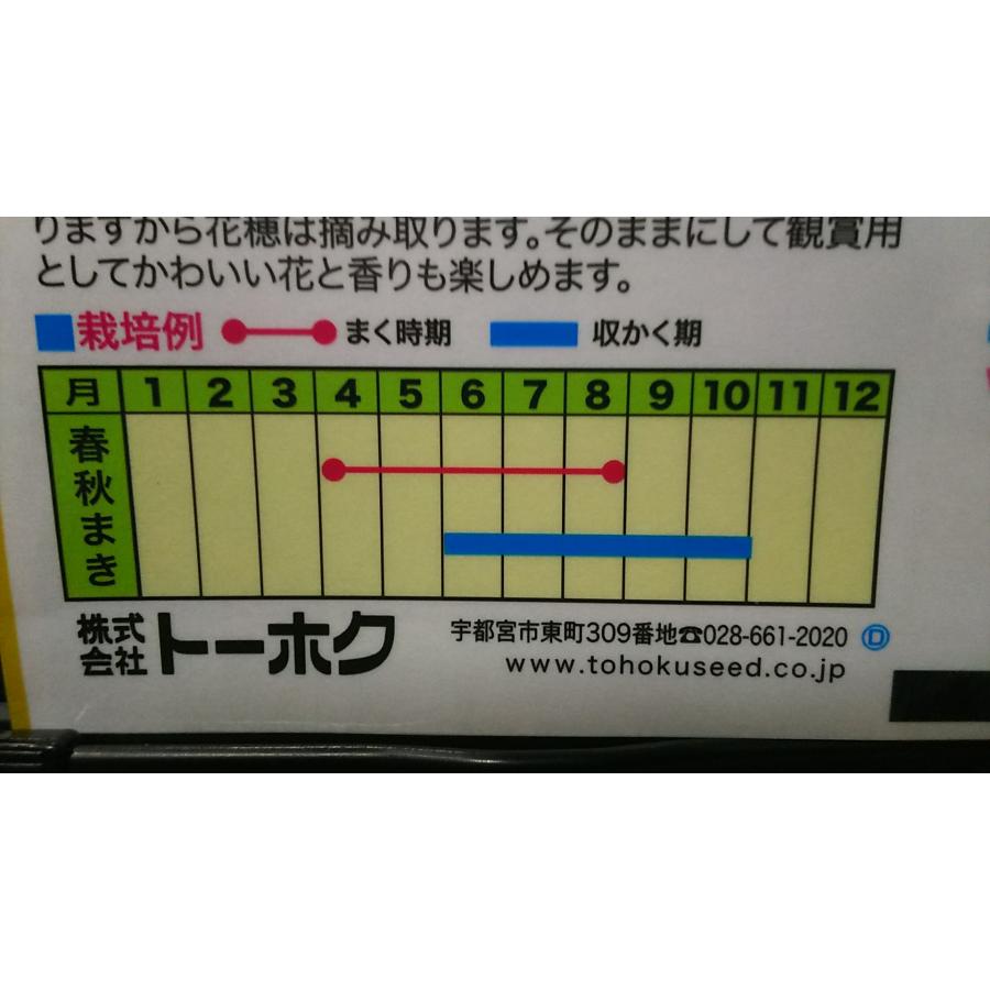 シナモン バジル cinnamon basil ハーブ 種 種子 herb トーホク