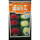 ちりめん 葉牡丹 混合 葉ぼたん ハボタン 縮緬 種 種子 サカタのタネ