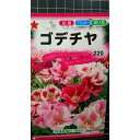 ゴデチャ 種 種子 トーホク