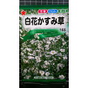 白花 かすみ草 カスミソウ 種 種子 トーホク