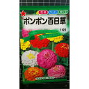 ポンポン 百日草 ヒャクニチソウ ジニア 種 種子 トーホク