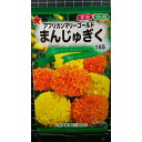 まんじゅぎく アフリカン マリーゴールド 万寿菊 種 種子 トーホク