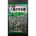 宿根 八重 かすみ草 カスミソウ 種 種子 トーホク