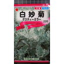 白妙菊 ダスティミラー シロタエギク 種 種子 トーホク
