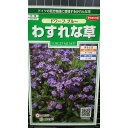 わすれな草 ドワーフブルー ワスレナグサ 種 種子 サカタのタネ