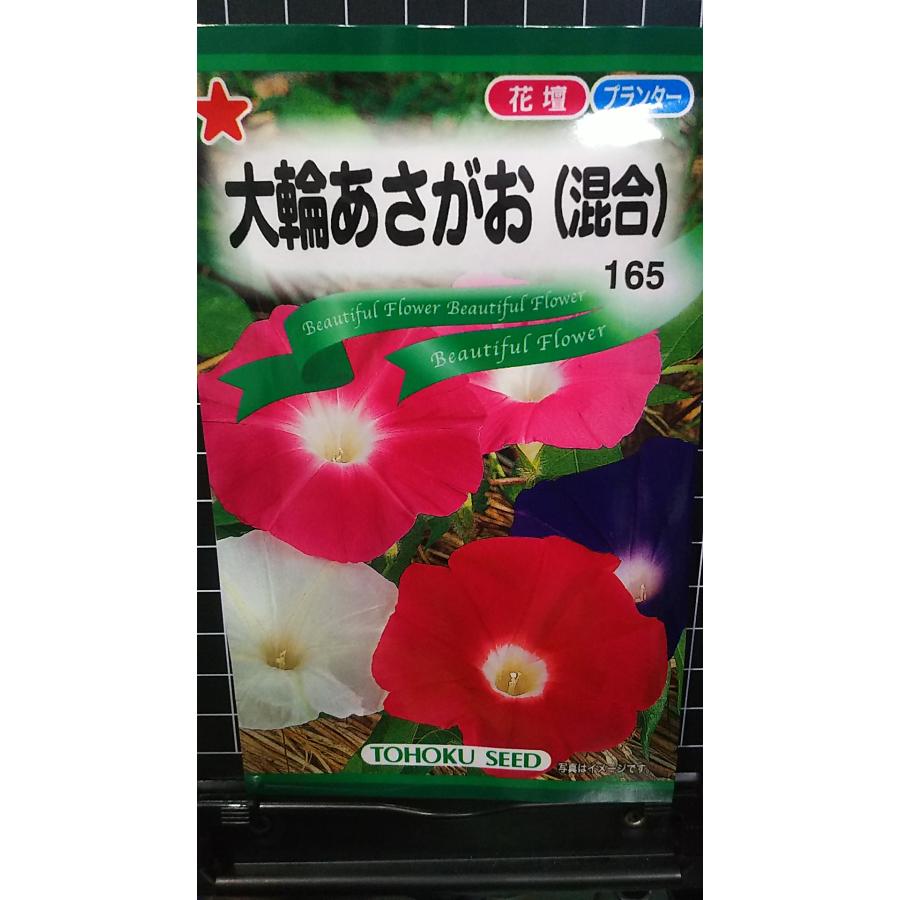 大輪 あさがお 混合 朝顔 種 種子 トーホク