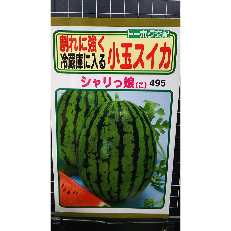 小玉 スイカ シャリっ娘 西瓜 種 種 種子 トーホクのサムネイル