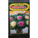 切花用 はぼたん 葉牡丹 アンティーク ミックス 種 種子 トーホク