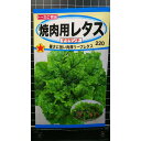 焼肉用 レタス チマサンチ チマサンチュ チマサンテ リーフ 種 種 種子 トーホク