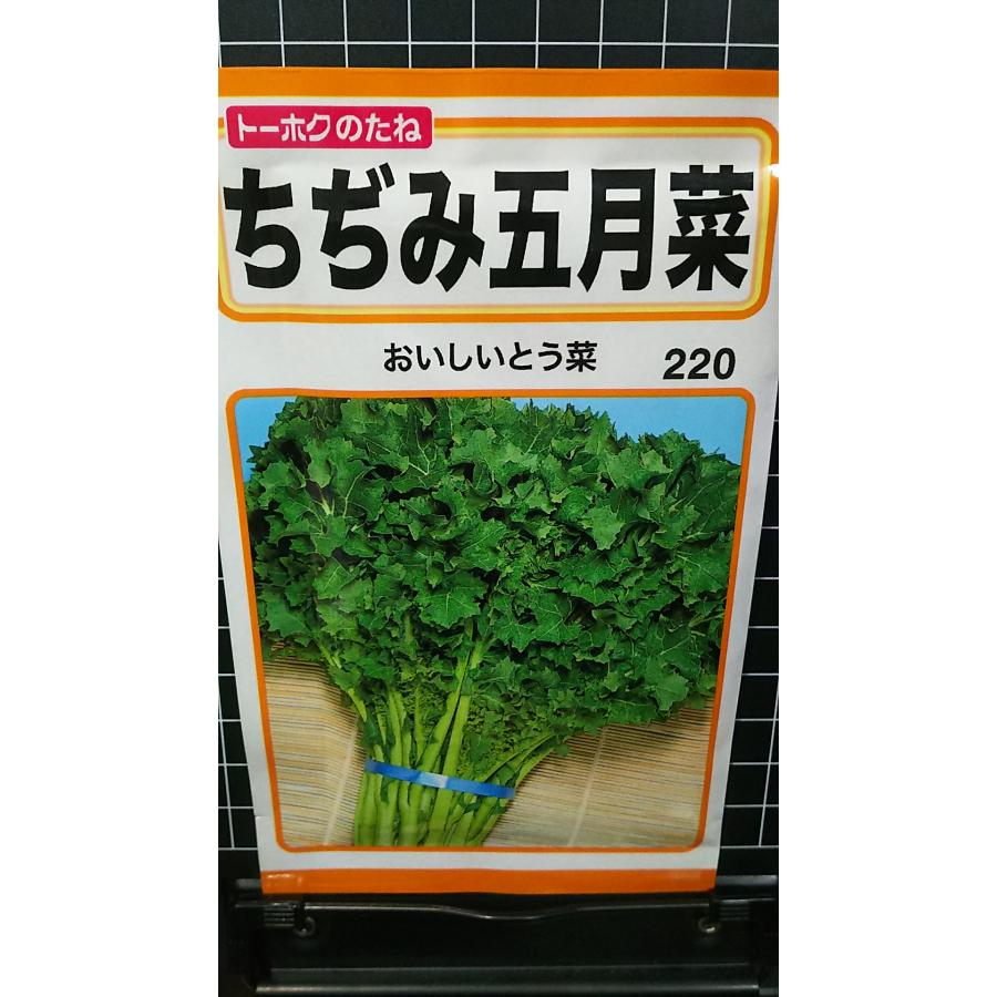 ちぢみ 五月菜 とう菜 種 種子 トーホク
