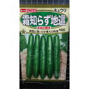 霜知らず 地這 きぬの輝き キュウリ キューリ 胡瓜 種 種 種子 トーホク