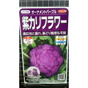 紫 カリフラワー オーナメント パープル 種 種子 サカタのタネ