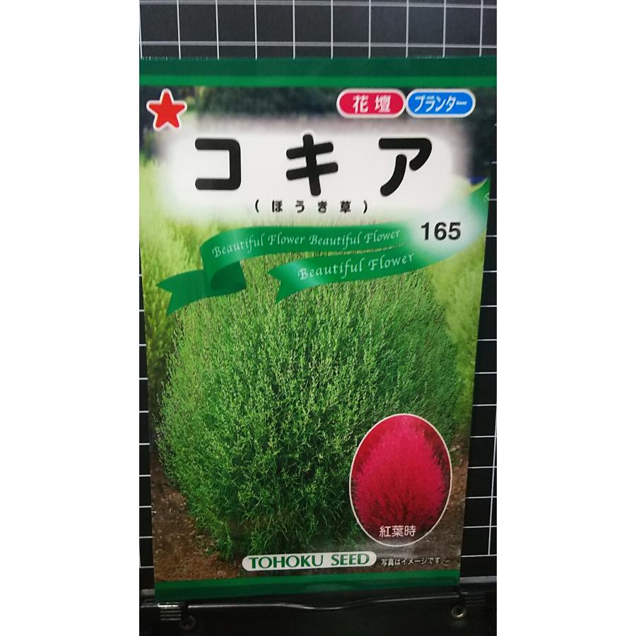 コキア ほうき草 ホウキグサ 種 種子 トーホク