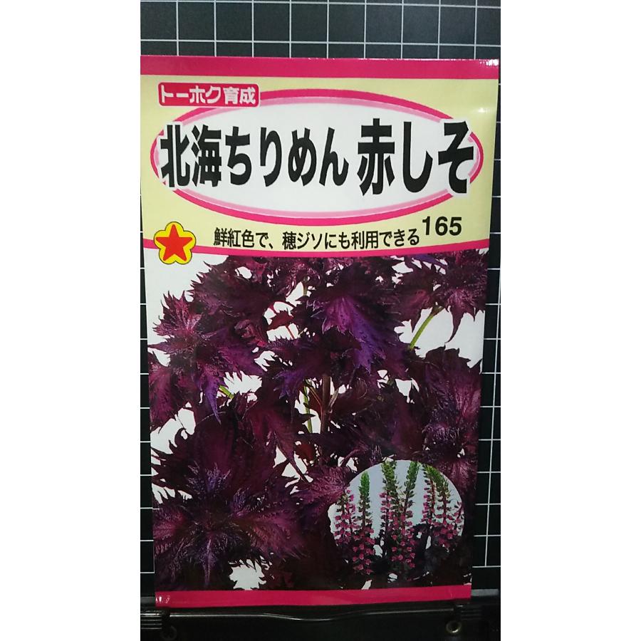 北海 ちりめん 赤 しそ アカシソ red perilla ハーブ 種 種子 herb トーホク
