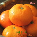 【先行予約 2026年1月中旬以降】土井さんのまろやか しもつ 蔵出しみかん 5kg_ 果物 フルーツ ギフト 農家直送 産地直送 人気 美味しい 和歌山 和歌山県 下津 送料無料 貯蔵 ギフト(4)
