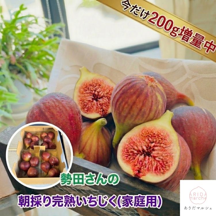 【200g増量中！計1.4kg】先行予約 8月から発送 勢田さん の 朝取り 完熟 いちじく 訳あり 1.2kg＋増量200g（約350g×4パック）_ 訳あり 和歌山ブランド わけあり 農家直送 産地直送 人気 美味しい イチジク 和歌山県 送料無料