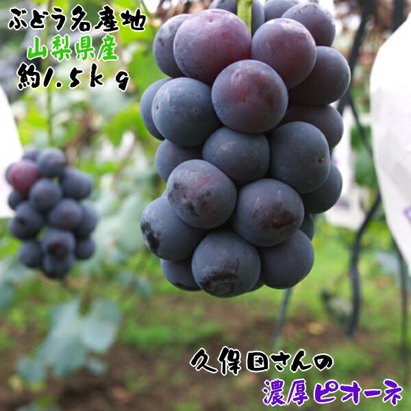 【先行予約 8月上旬以降】厳選 ピオーネ 秀品 約1.5kg_ 果物 フルーツ ギフト 農家直送 産地直送 人気 美味しい 山梨県産 送料無料 ギフト ぶどう 葡萄 ブドウ