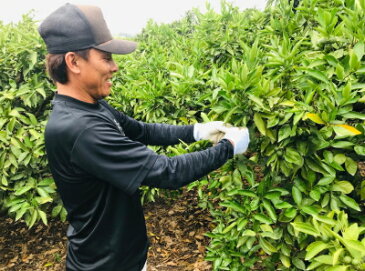 【先行予約 10月上旬以降】ありだマルシェの濃厚極早生有田みかん(ご家庭用) 10kg【訳あり】【わけあり】【送料無料】