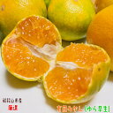 【先行予約 10月上旬以降】厳選 ゆら早生 有田みかん 秀品 7.5kg_ 果物 フルーツ ギフト 農家直送 産地直送 人気 美味しい 和歌山 和歌県 送料無料