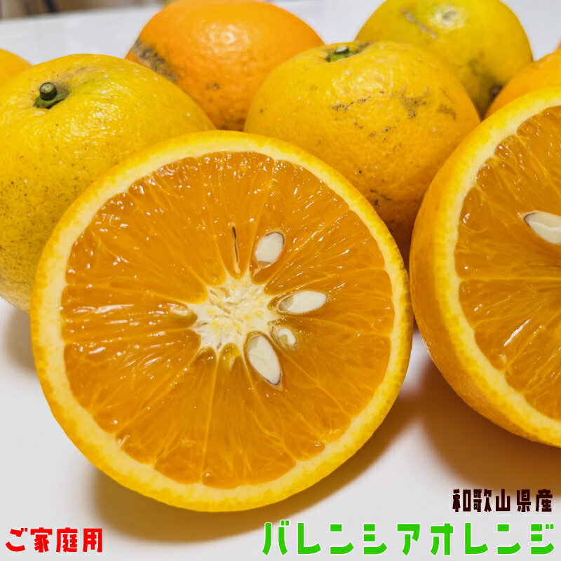 特撰 国産 バレンシア オレンジ 選べる内容量【和歌山県産】【訳あり】【わけあり】【送料無料】