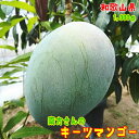 【先行予約 9月下旬以降】南方さんの 厳選 キーツ マンゴー 約1kg(1~3玉入り) _ 送料無料 マンゴー フルーツ 果物 まんごー くだもの 産地直送 人気 美味しい 和歌山 和歌山県 和歌山市